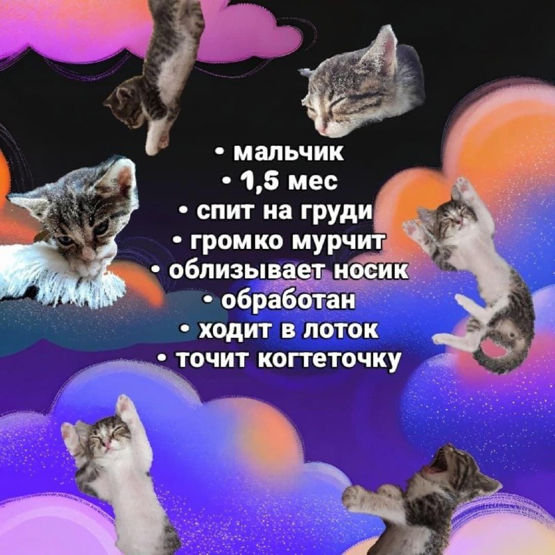 Мини котенок табби и белый мальчик 2