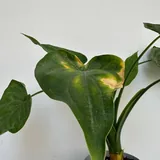 Алоказия кукулата 2