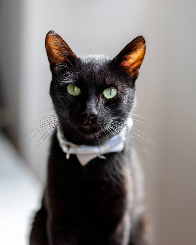 Кот Мистер Фрэнк для дома 5