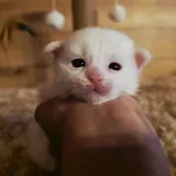 Котята мейн-кун, щенки мареммы 6
