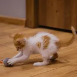 Рыжий котенок 4