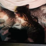 Котята 7