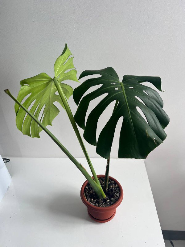 Комнатные растения монстера 2