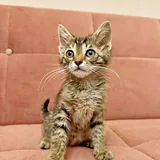 Котята 4