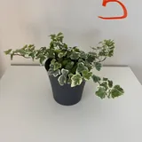 Комнатные растения, полка 5