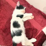 Котенок Буренок ищет дом 3
