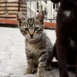 Котенок табби 6