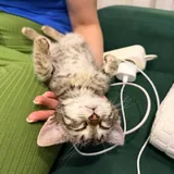 Котенок Синди 4