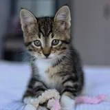 Кот Криспи, котенок 6