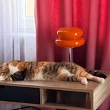 Кошечка Кичи 3