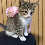 Котенок 2