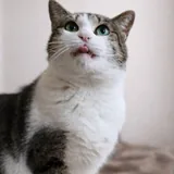 Кошка Бубофина 3