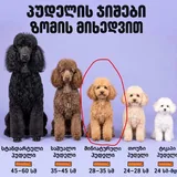 Щенки пуделя 1