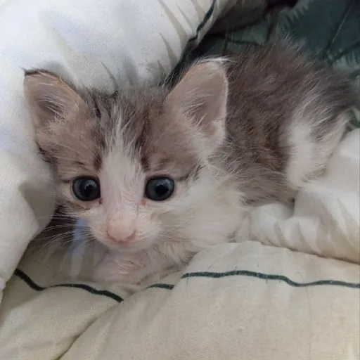 Помощь на лечение кошки