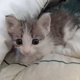 Помощь на лечение кошки 1