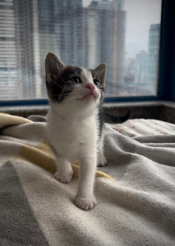 котята мальчик и девочка для ответственных родителей 5