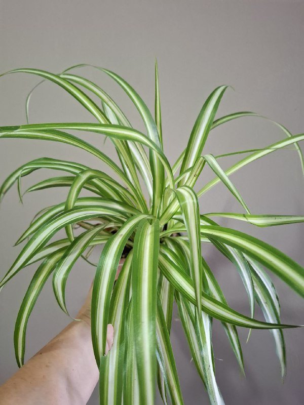 Монстера, рафидофора, хлорофитум, аспарагус, каланхоэ, суккулент, фикус, диффенбахия 5