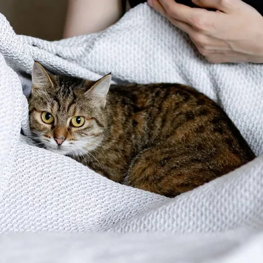 Кошка Асуми