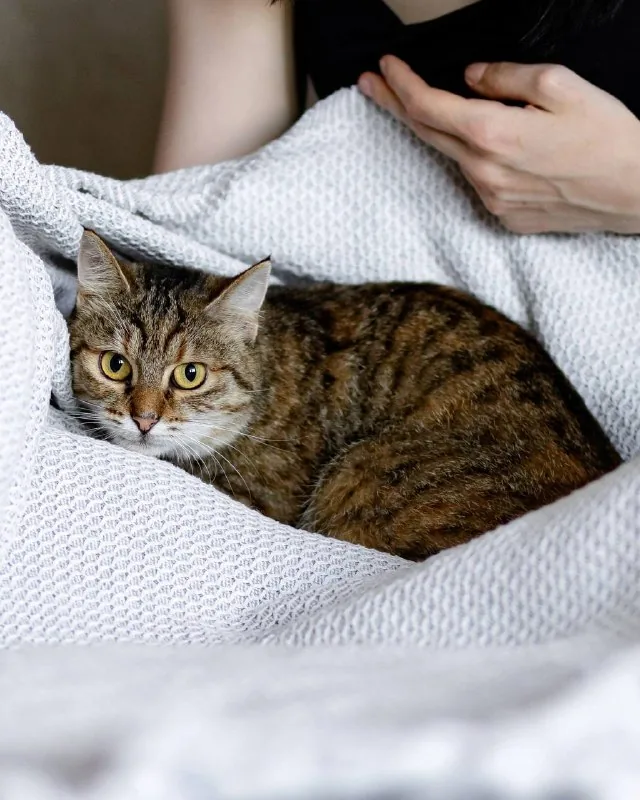 Кошка Асуми 1
