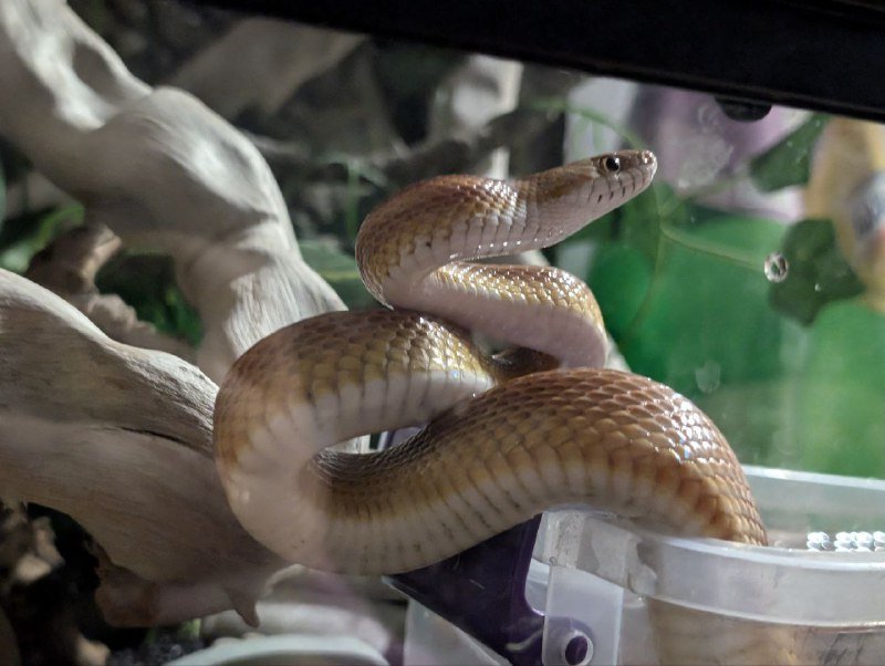 Маисовый полоз с террариумом и аксессуарами 4