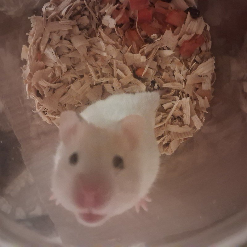 Хомяк Роборовского