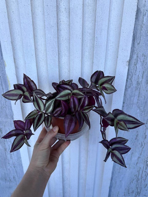 Комнатные растения: традесканция зебрина, кофе арабика, цитрусы, авокадо, цикламены, азалия розовая, мини-хризантемы 5