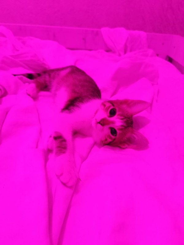 Котята Твиши и Киси 2