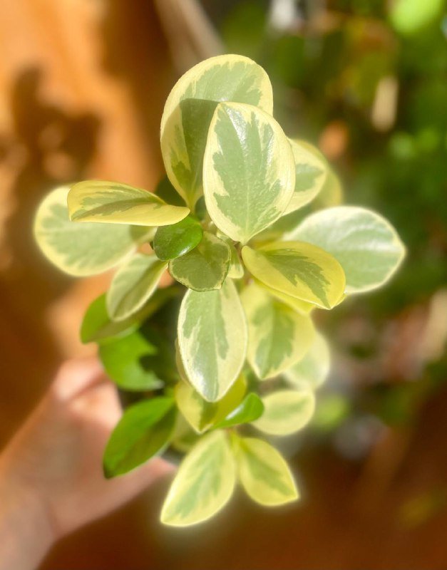 Пеперомия вариегатная суккулентное растение 3