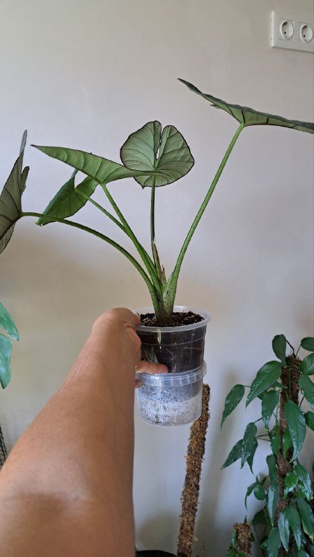 Аглаонема, коладиум, пиннатум марбл, алоказия, платицериум, хойя, монстера 4