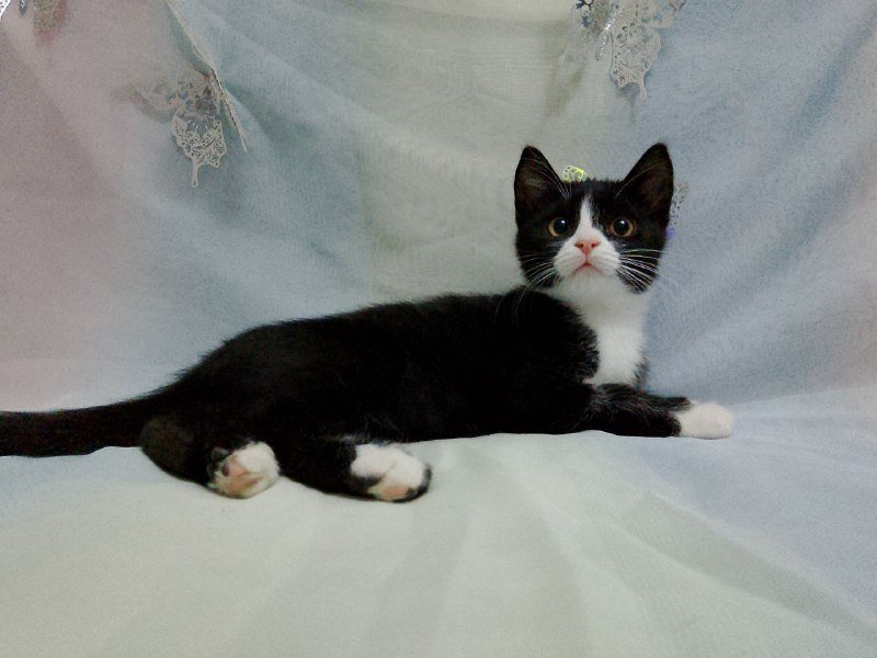 Котенок Марси 2