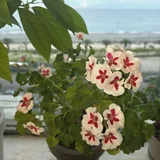 Пеперомия, герань, фикус, авокадо 2