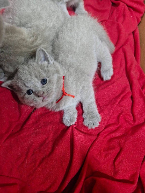 Котёнок британская девочка