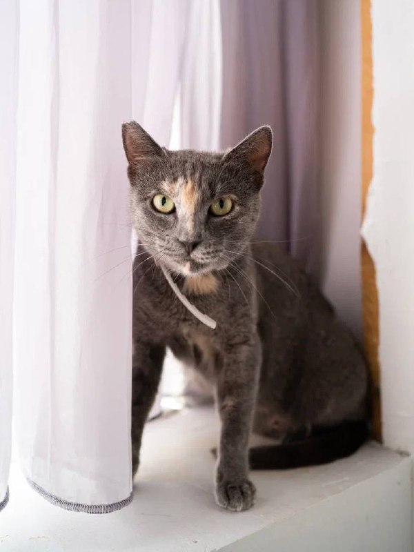 Кошка Лиза ищет дом и доброго хозяина 2