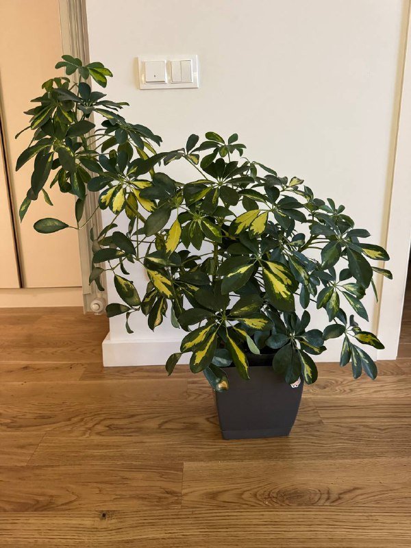 Цветок Шефлера