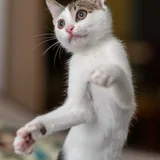 Аскольд и Сириус, котята 5