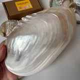 Большая ракушка 2