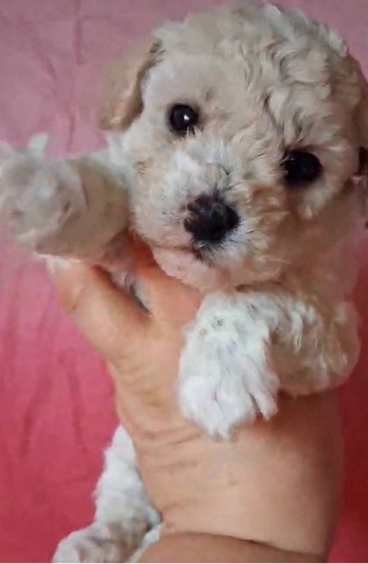 Мальтипу щенок 1,5 месяца