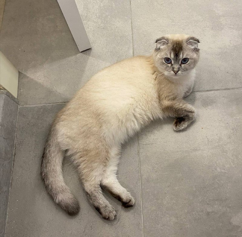 Шотландские котята 5