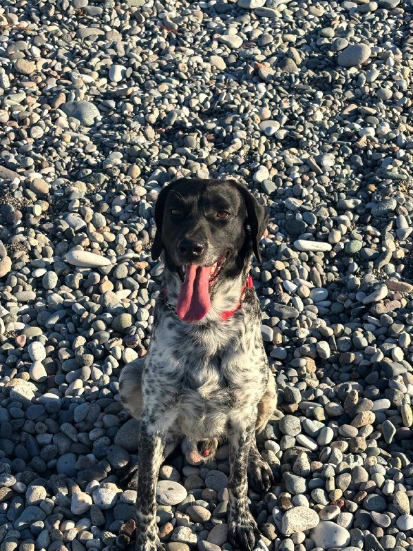 Немецкий курцхаар для передержки 4