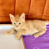 Котята 2