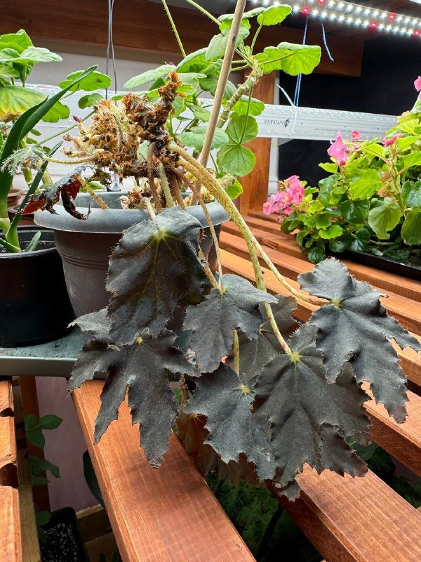 Любой цветок в горшке 2