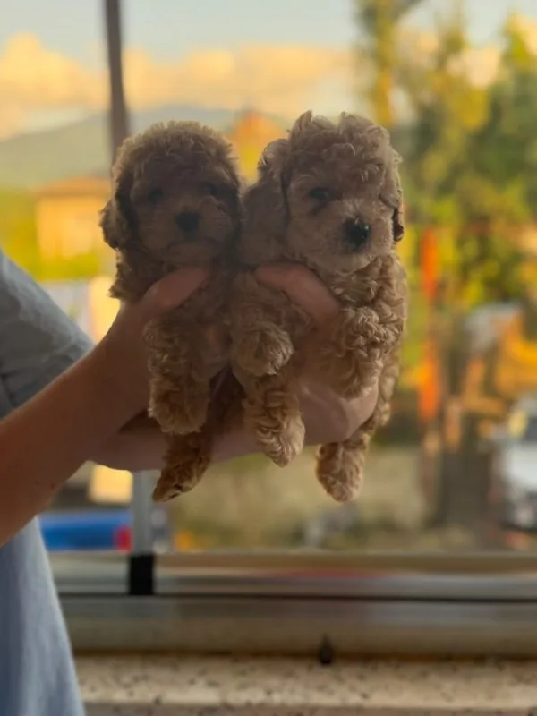 Той-пудель mini poodle