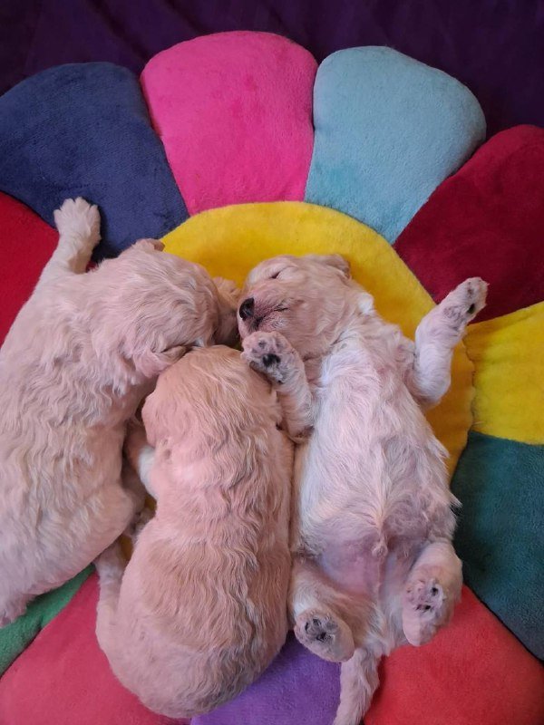 Мальтипу щенки