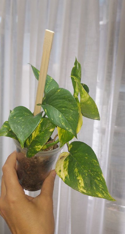 Комнатные растения 6