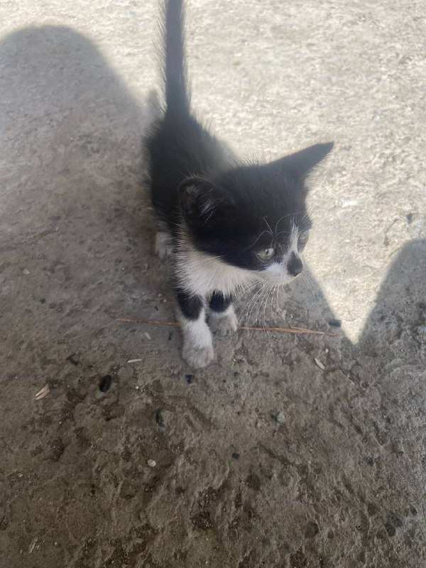 котёнок отдам в хорошие руки девочка 2