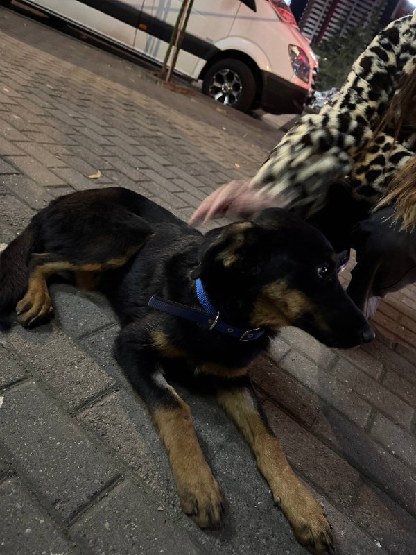 Найдена собака в районе Вендиса 3