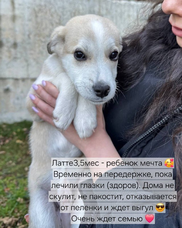 Щенки ищут добрые руки 3