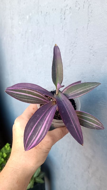 Гипоэстес розовый, Ирезине малиновый, Ирезине Хербста, Традесканция Коллизия Элеганс, Традесканция Сеткреазия вариегатная 5