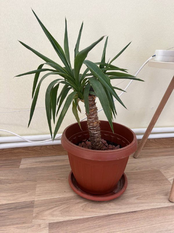 Юкка, Суккулентик, Калибрахоа комнатные растения