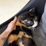 Кошка Клякса 2